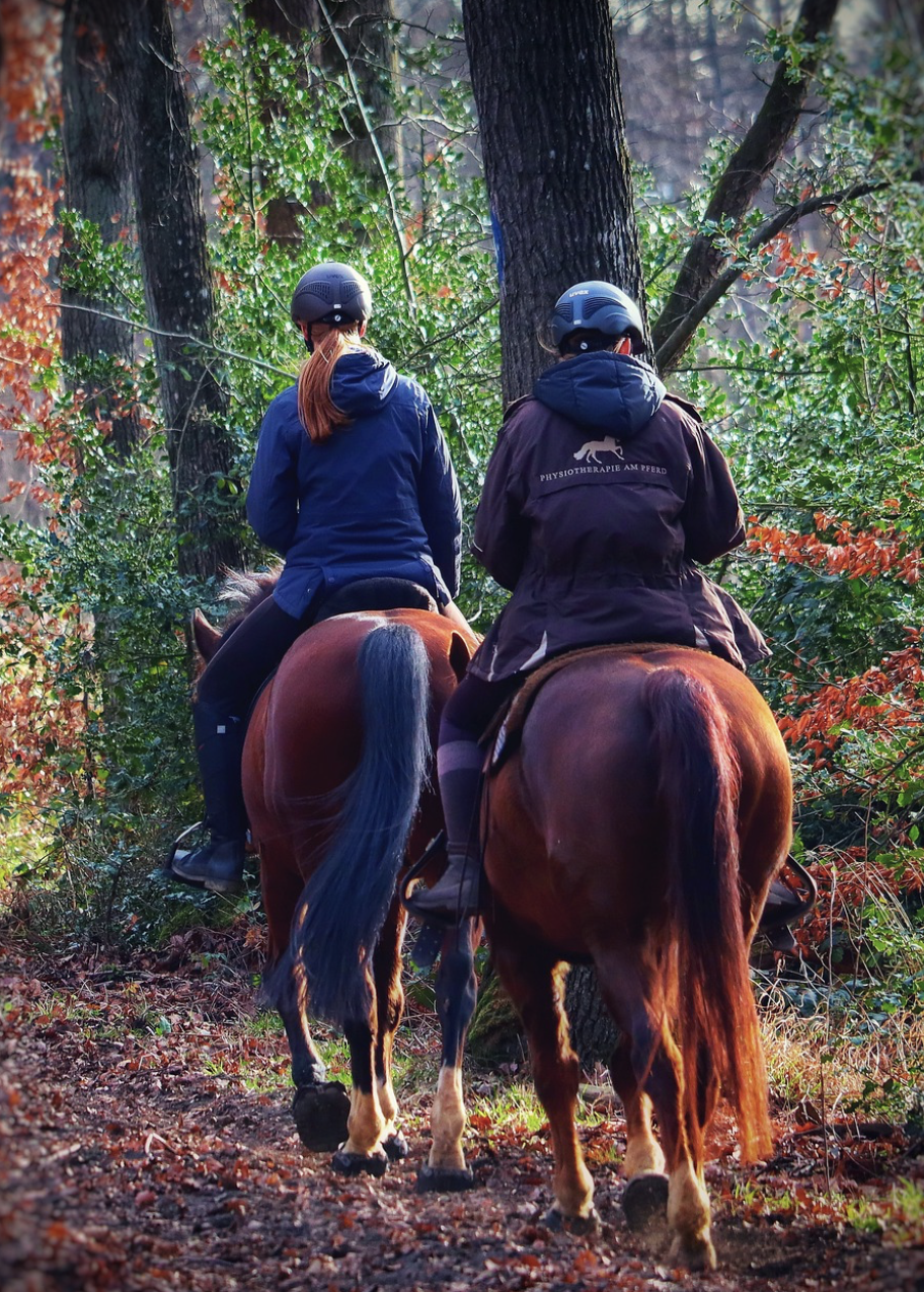 Activités à cheval